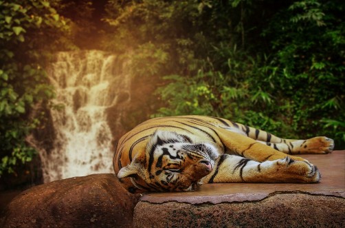 Afbeeldingen van The big tiger sleeps on a rock at a waterfall