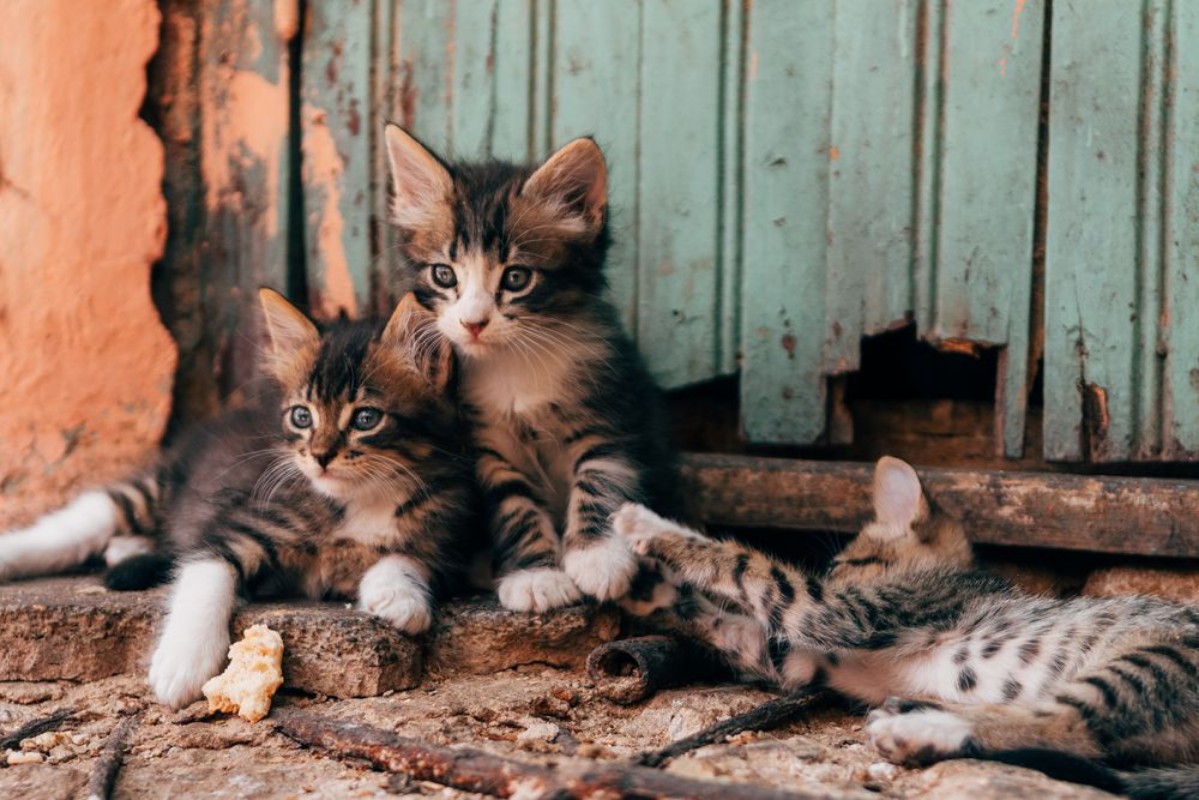 Image de Homeless adorable kittens playing at street