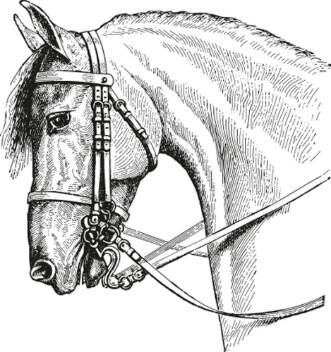 Picture of Horse head  vintage illustration