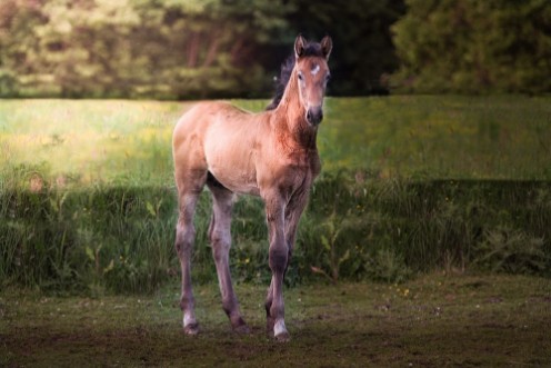 Picture of Foal in a forest during sunrise