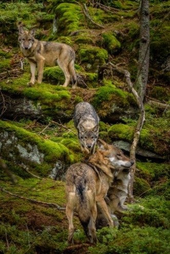 Picture of Alaska wolf pack Canis lupus 