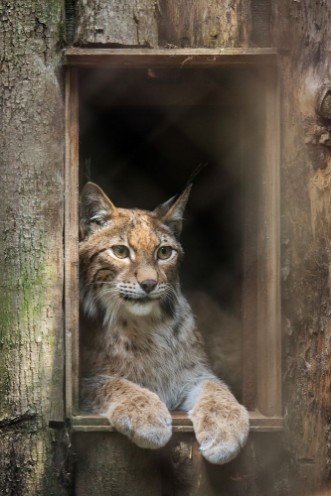 Picture of Eurasian lynx Lynx lynx