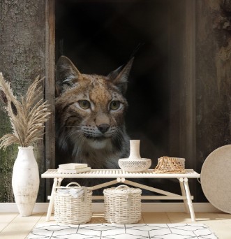 Afbeeldingen van Eurasian lynx Lynx lynx