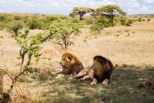 Afbeeldingen van Male lions resting in savannah at africa