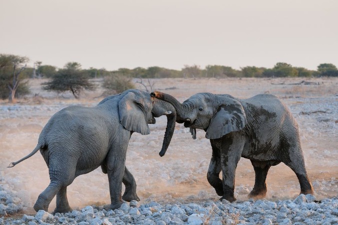 Afbeeldingen van Elefanten Streit Etosha Nationalpark Namibia