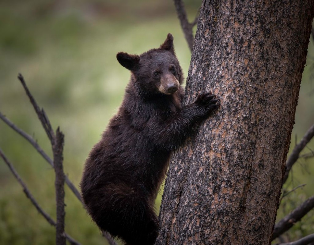 Afbeeldingen van Black bear cub climbing tree in forest