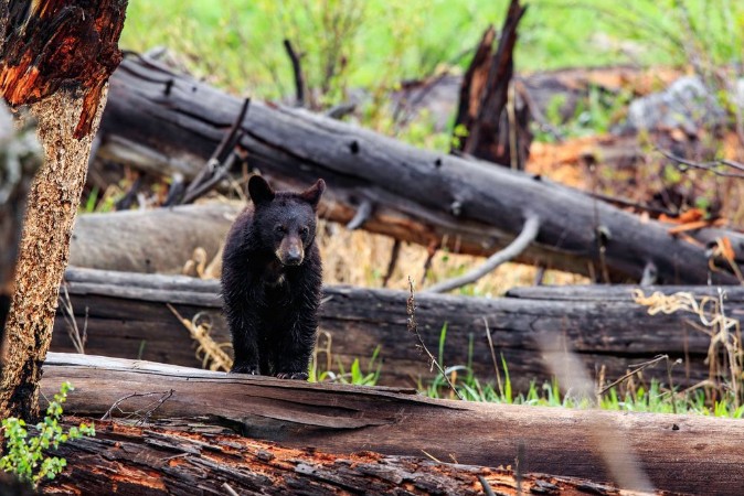 Picture of Black bear cub standing in a log near CalcitebSprings in Yellowstone National Park