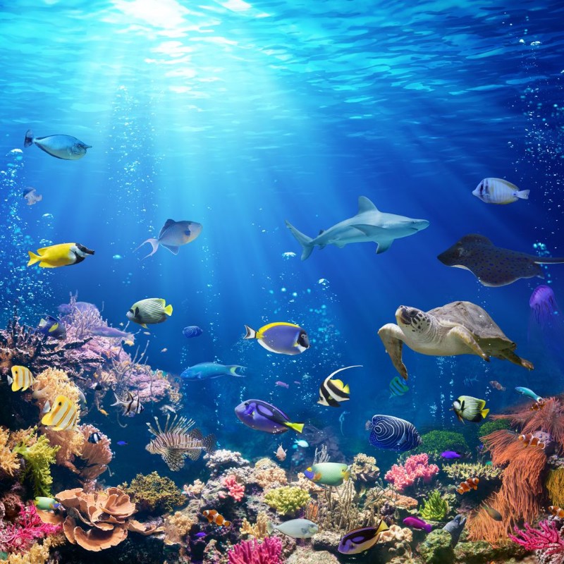 Picture of Underwater Scene With Coral Reef And Tropical Fish
