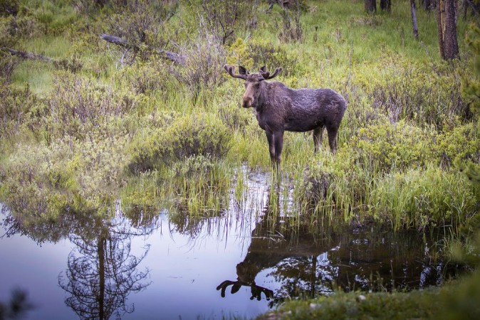Afbeeldingen van Moose reflection