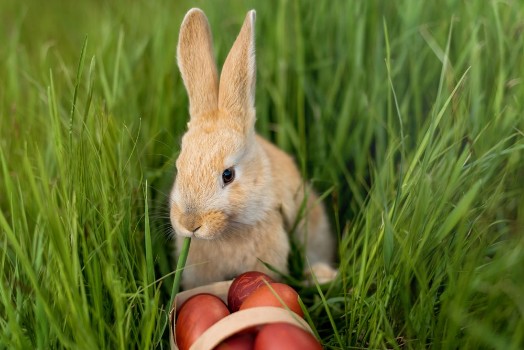 Picture of Happy Easter little rabbit came to the people for Easter eggs who hurt the rabbit