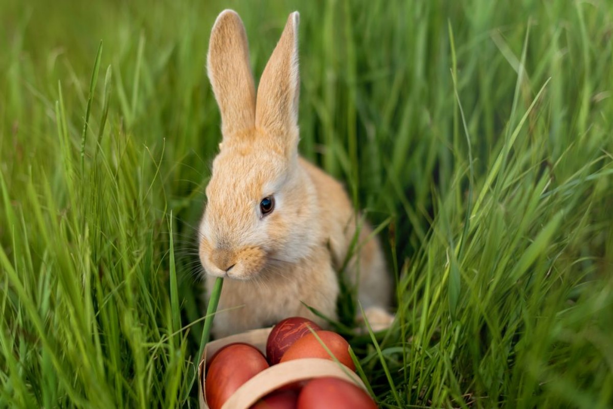 Bild på Easter Bunny