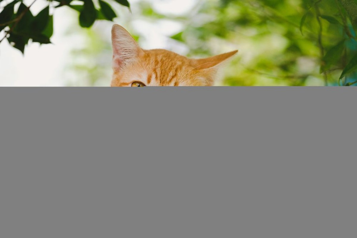 Image de Cute orange cat in the garden It was happy after breakfast