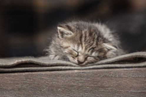 Afbeeldingen van Little kitten sleeping on a blanket