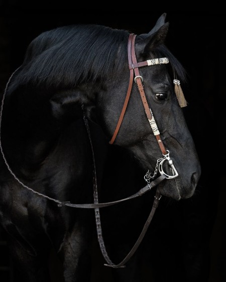 Bild på Black horse in the bridle on black background isolated