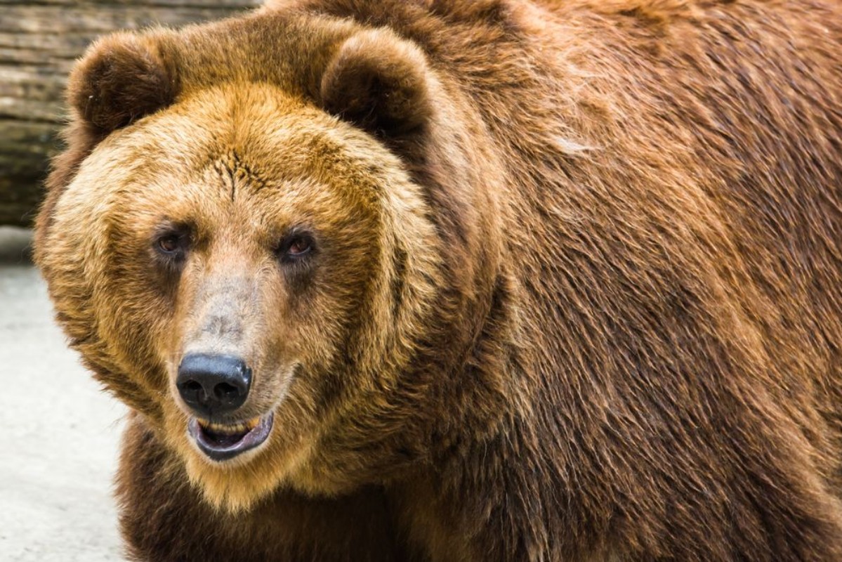 Image de Brown bear