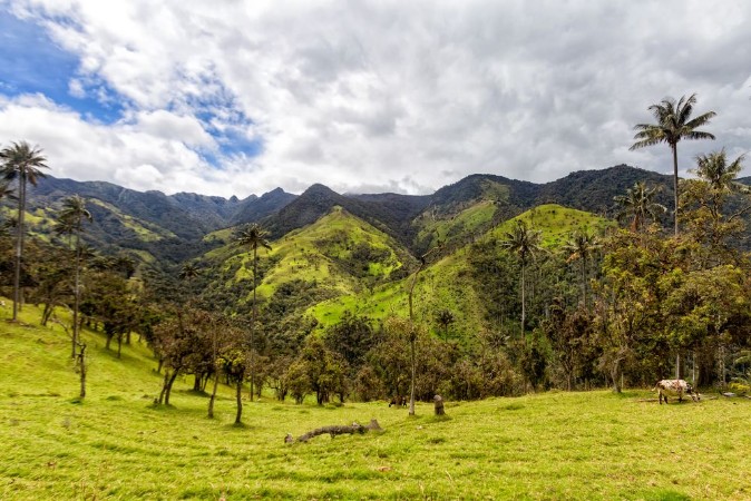 Picture of Dramatic Andean valley with wax palms near Salento Colombia