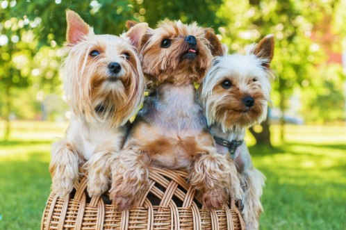 Afbeeldingen van Yorkshire terriers sitting in the basket outdoors