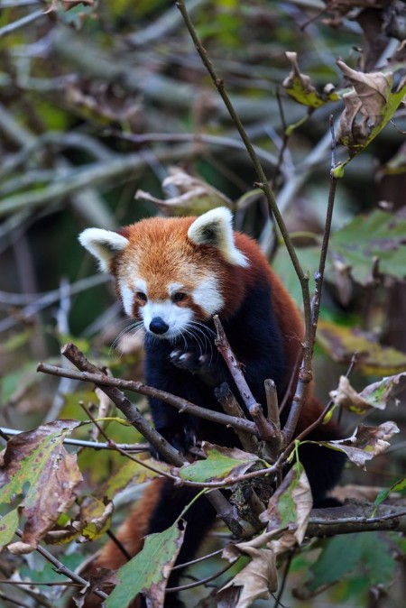 Afbeeldingen van Red panda in a tree