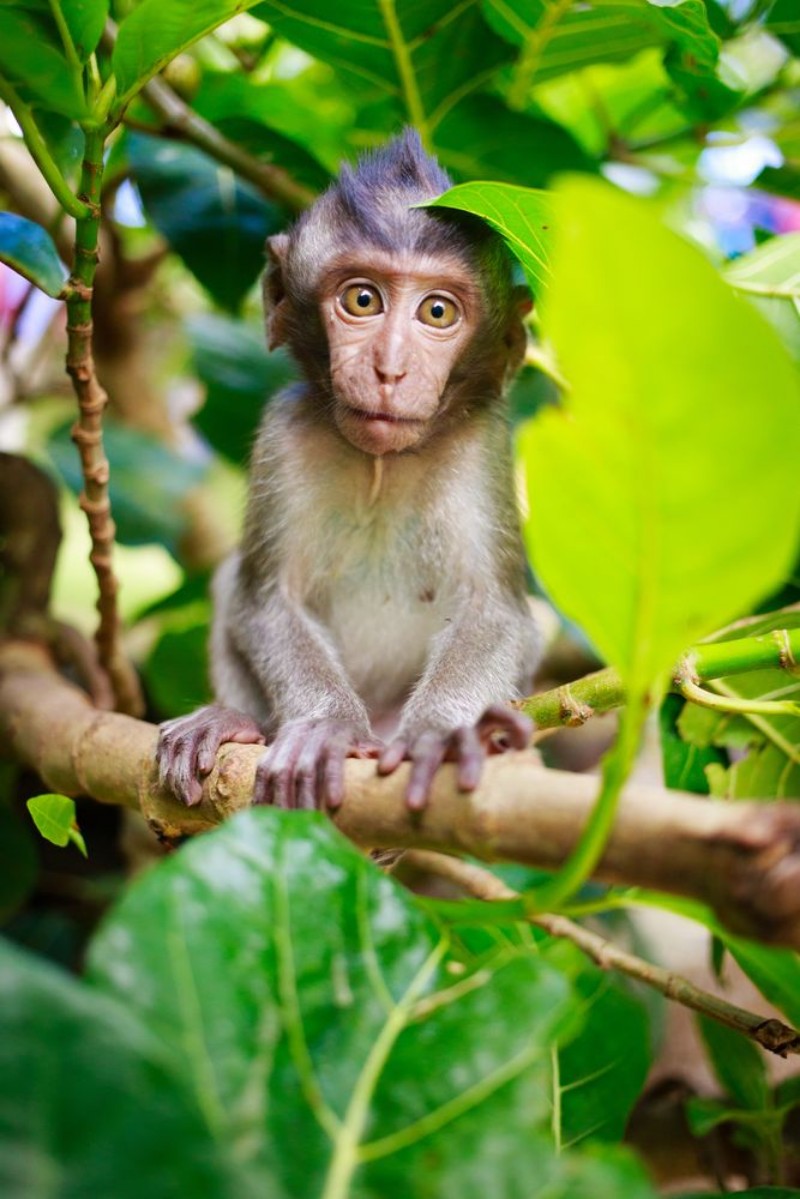 Afbeeldingen van Bali monkey