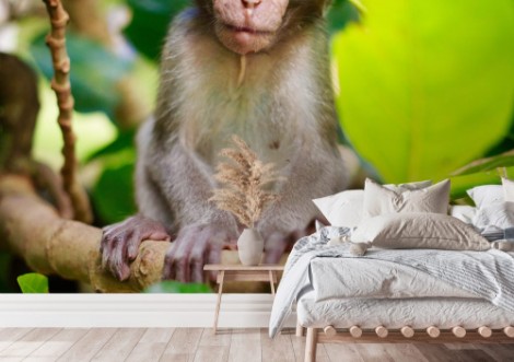 Bild på Bali monkey