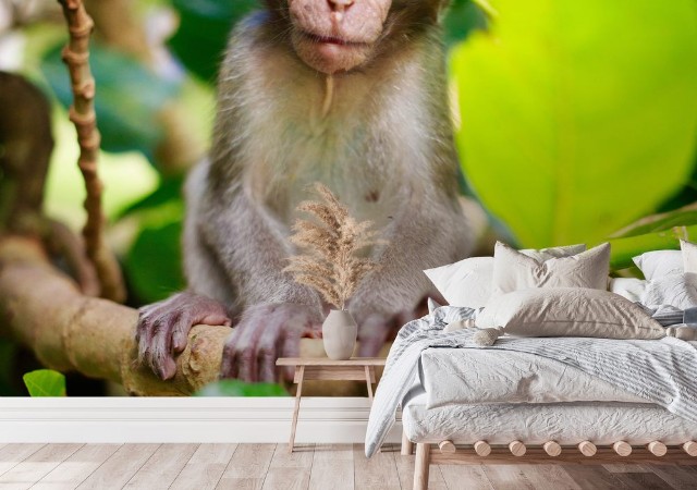 Picture of Bali monkey