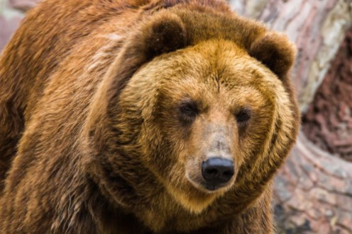 Picture of Brown bear