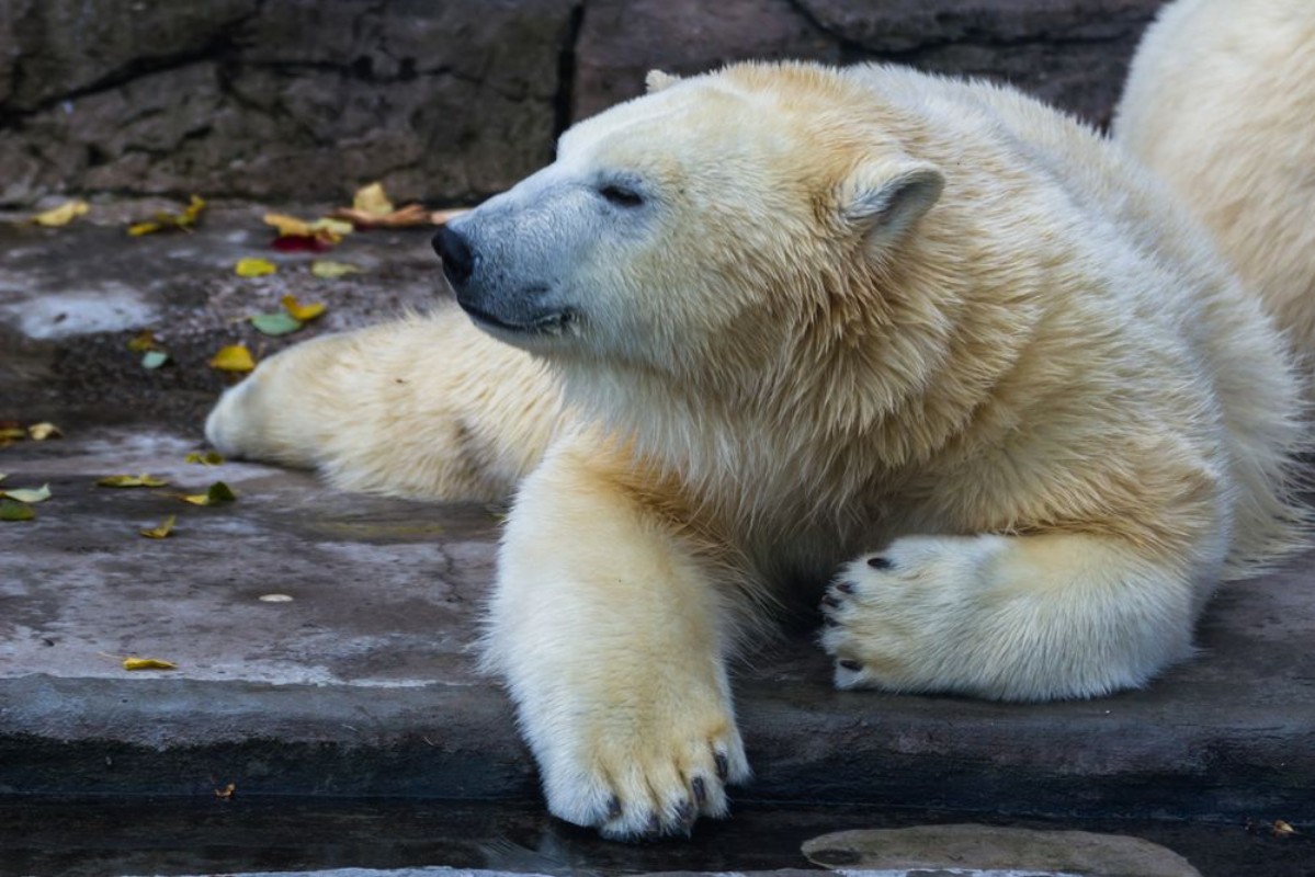 Bild på Polar bear
