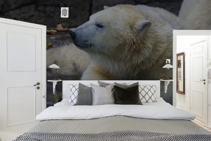 Picture of Polar bear