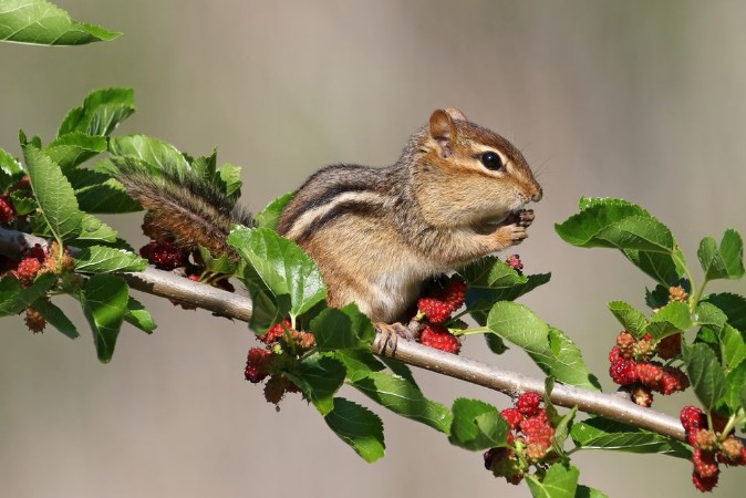 Picture of Chipmunk