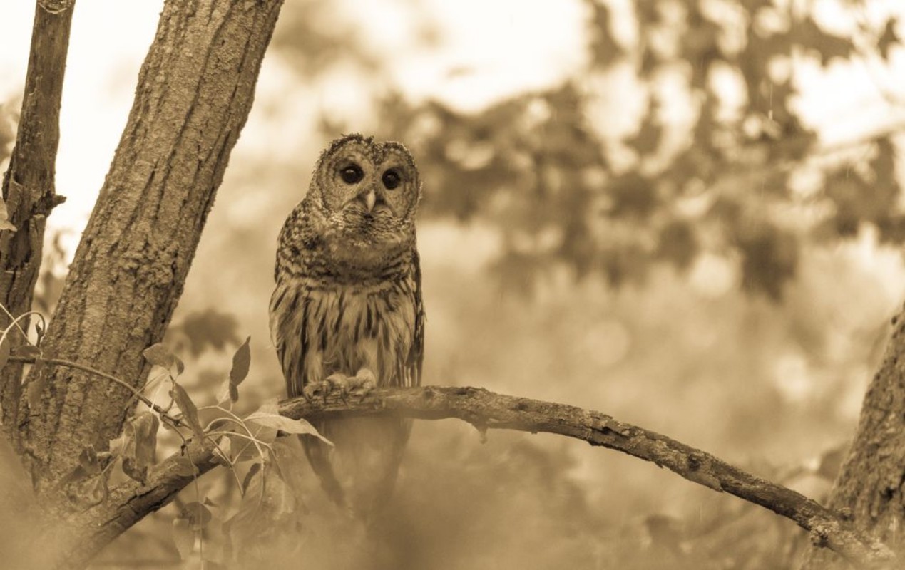 Afbeeldingen van Sepia Owl looking for a mate