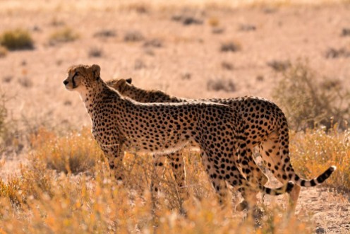 Image de Two male Cheetah smelling the air for the scent of prey