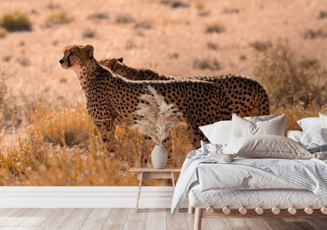 Image de Two male Cheetah smelling the air for the scent of prey