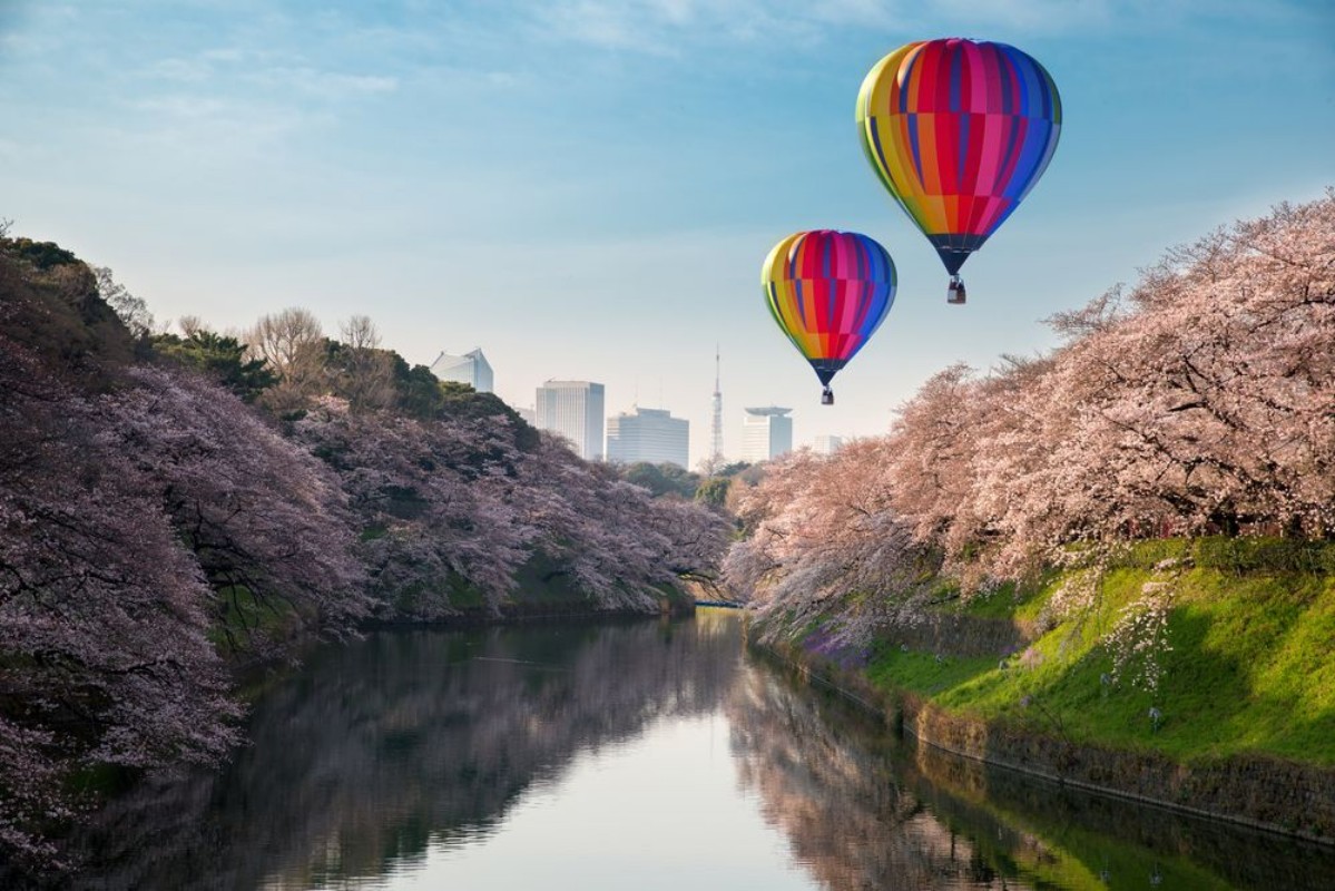 Afbeeldingen van View of massive cherry blossoming in Tokyo Japan as background Photoed at Chidorigafuchi Tokyo Japan