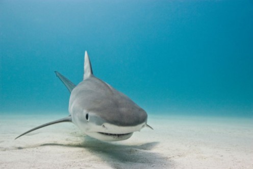 Picture of Tiger Shark cruising