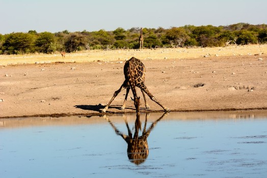 Picture of Giraffe drinking water