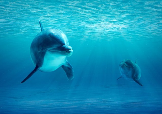 Bild på Mama Dolphin