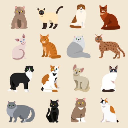 Picture of Cat breeds