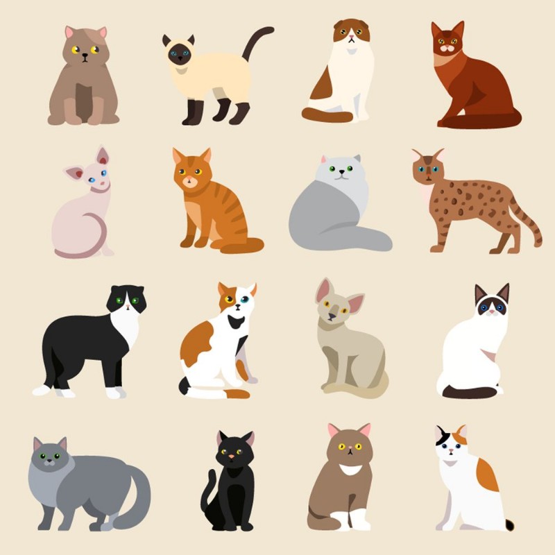Image de Cat breeds
