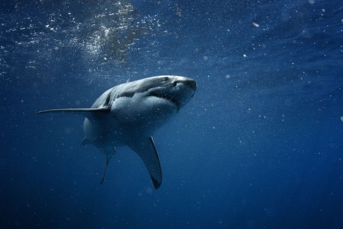 Picture of White Shark in blue ocean