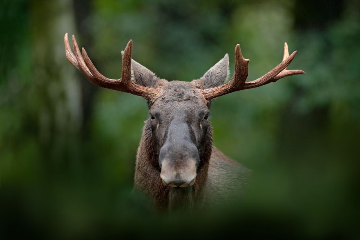 Afbeeldingen van Wildlife from Sweden