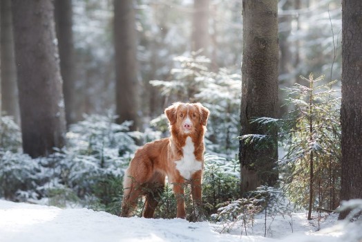 Picture of Dog in the snow