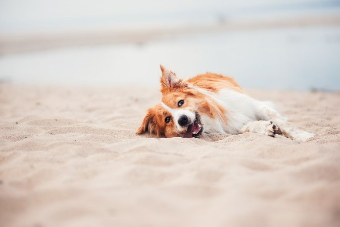 Picture of Dog rolling on the beach
