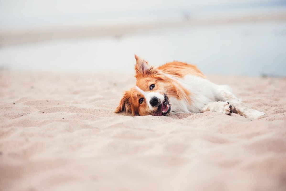 Afbeeldingen van Dog rolling on the beach