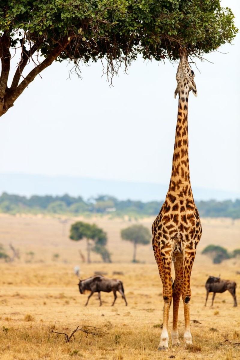 Afbeeldingen van Giraffe in safari park