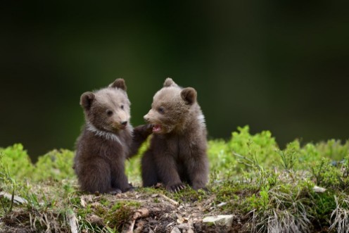 Young cubs photowallpaper Scandiwall