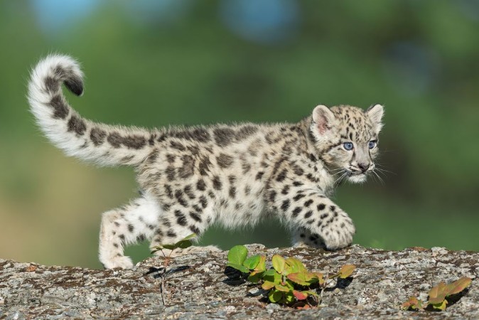 Bild på Snow Leopard
