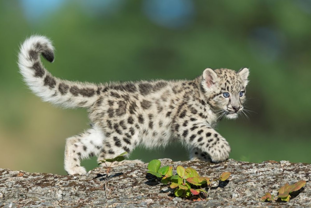 Bild von Snow Leopard