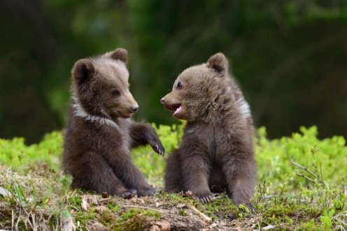 Afbeeldingen van Brown bear cubs