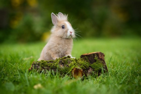 Afbeeldingen van Little rabbit in summer