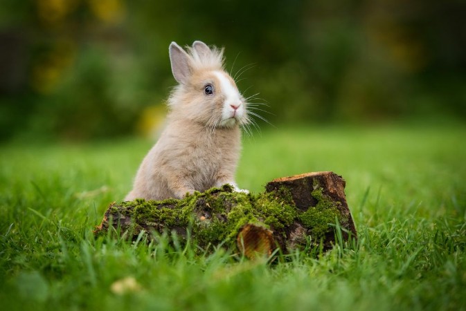Little rabbit in summer photowallpaper Scandiwall